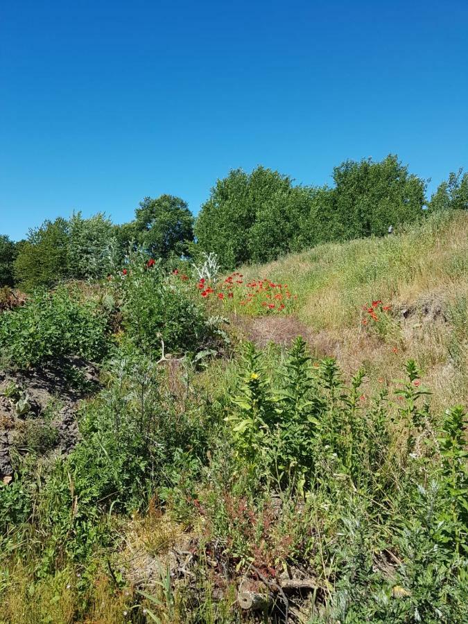Urlaub Bei Hauenstein Appartement Born Buitenkant foto
